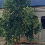 image-30